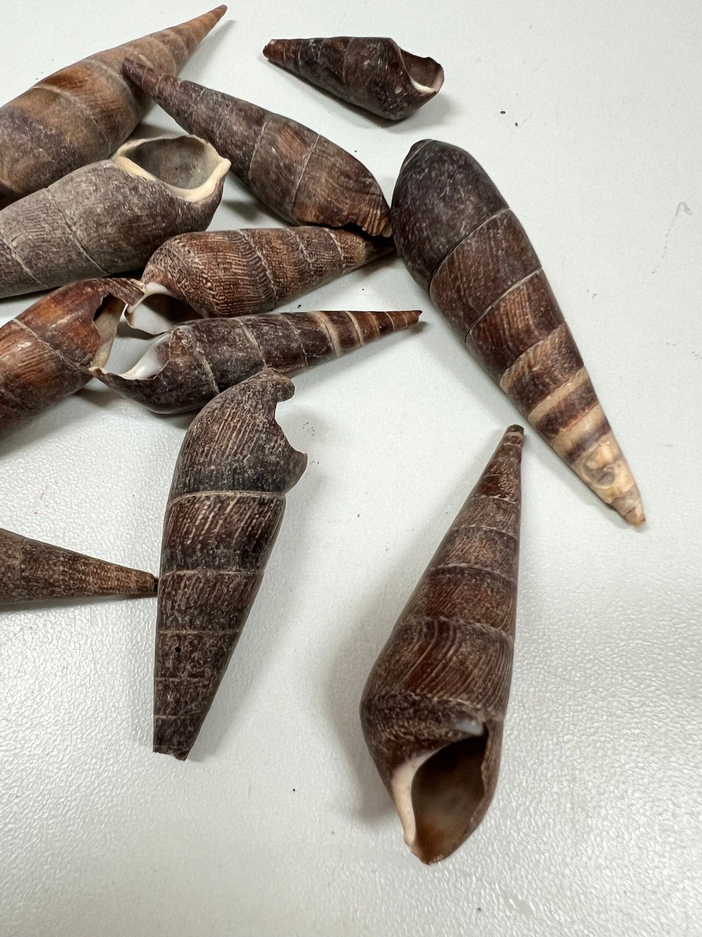 Black Terebra Auger Shells