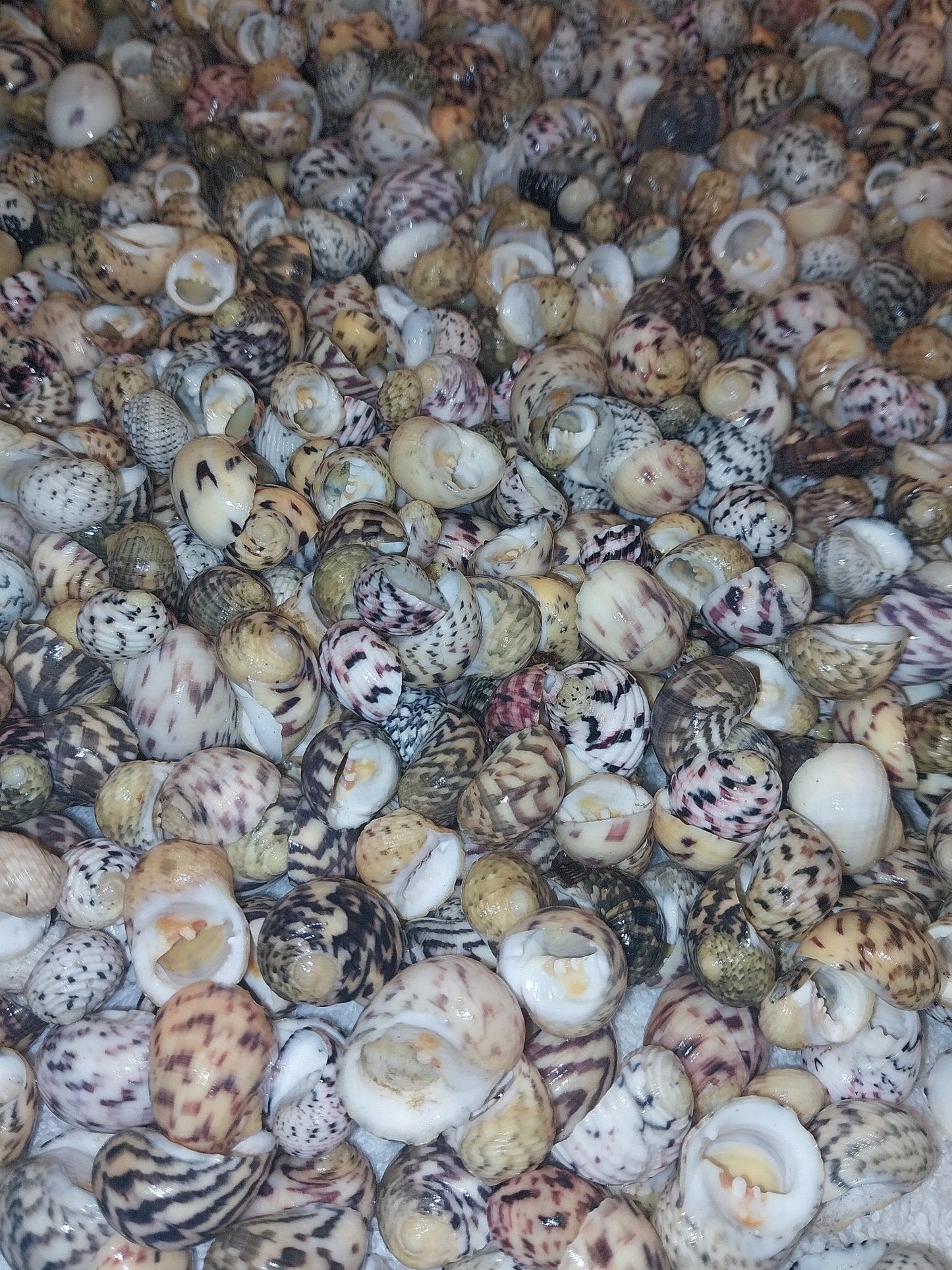 Bleeding tooth shells (Nerita peloronta)