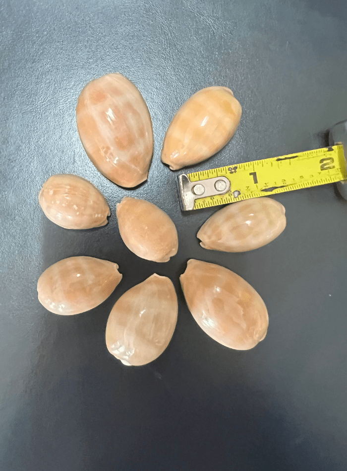 Carnelian Cowrie Shells (Lyncina carneola)