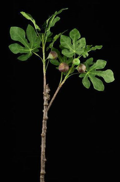 Fig Tree Branch with Figs Stem