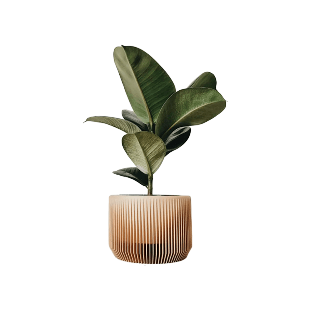 Kyrie Planter