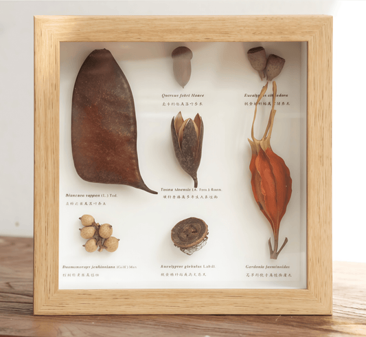 "The Rainforest Seed Vault" Tropical Specimen Shadow Box