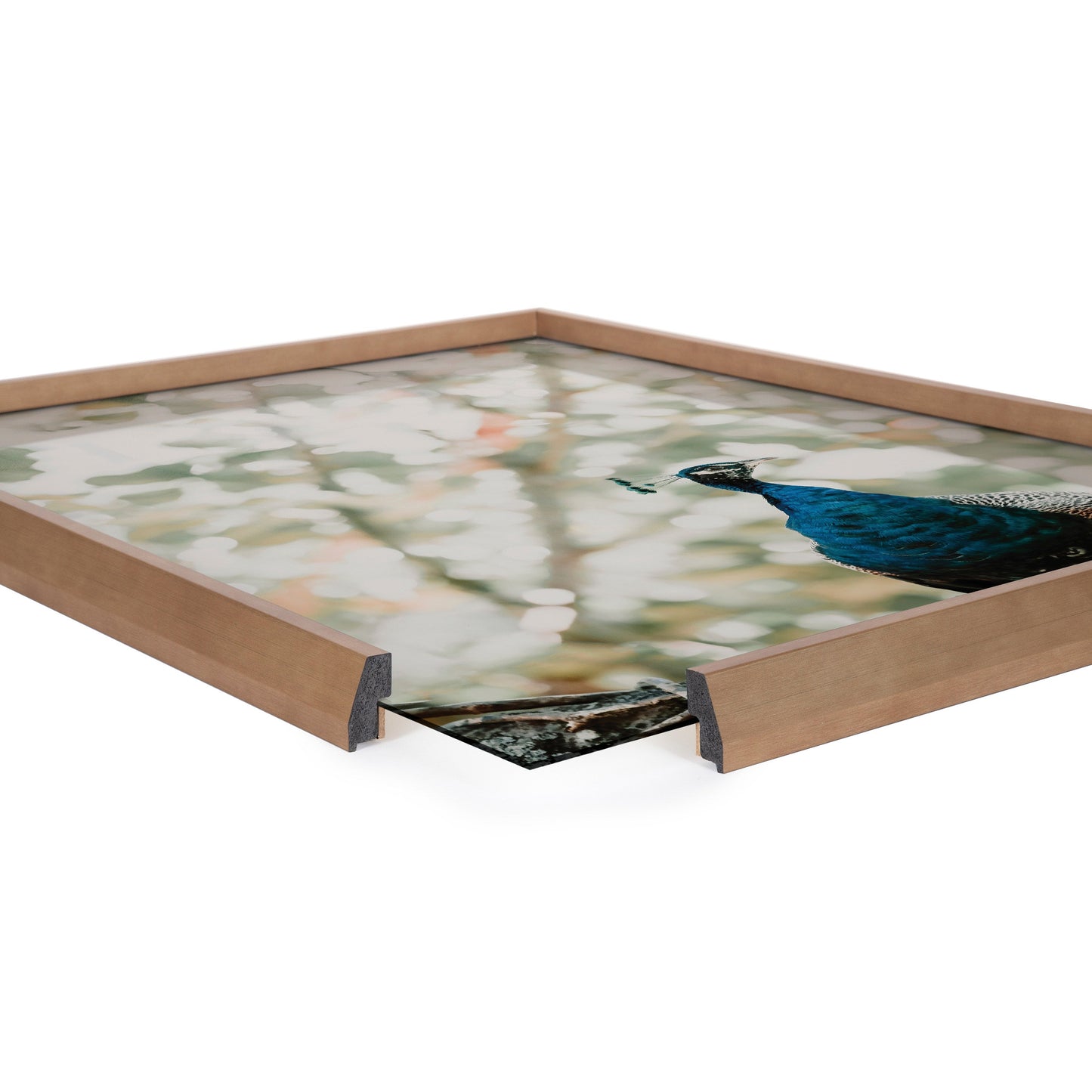 Blake Peacock Framed Printed Glass by Alicia Abla