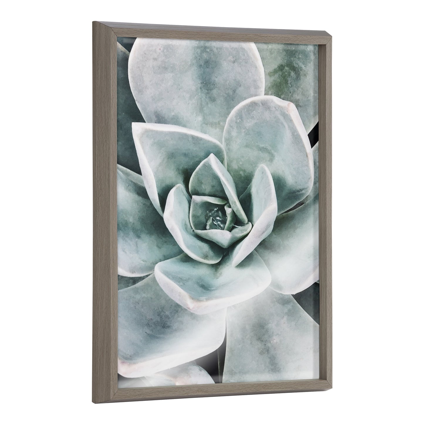 Blake Botanical Succulent Plants 3 Framed Printed Glass by The Creative Bunch Studio