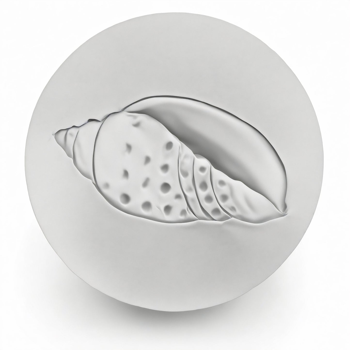 Junonia Shell Drink Coasters