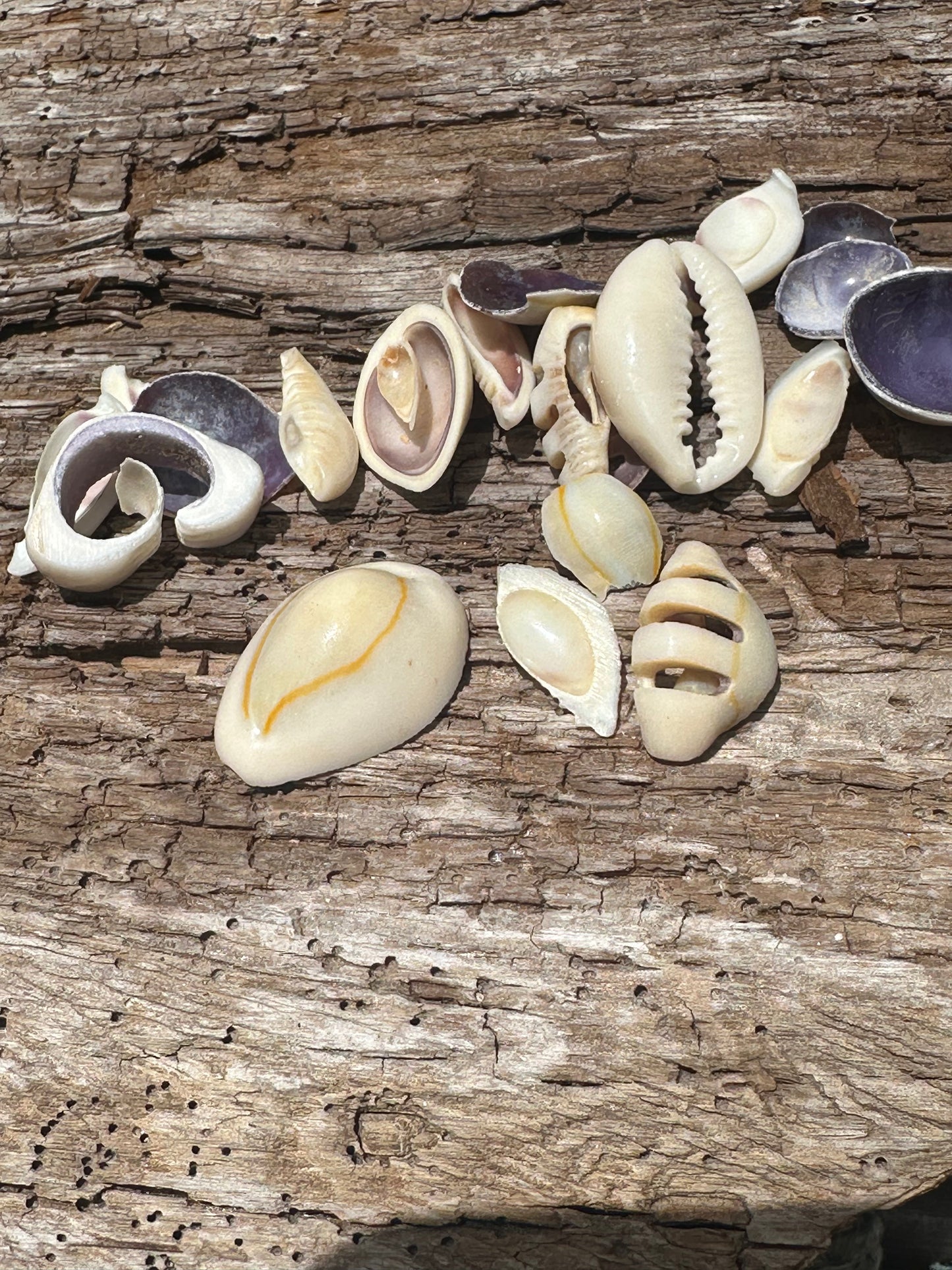 Sliced Cut Purple Cowry Shell