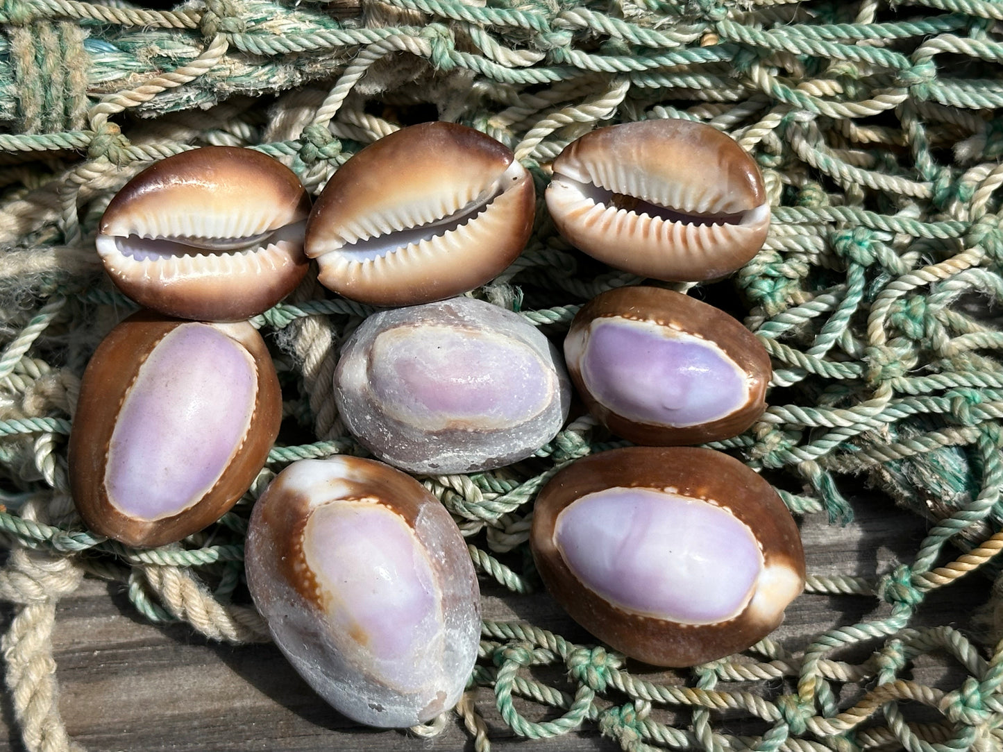Purple Top Snakehead Cowrie Serpent's Head Cowry