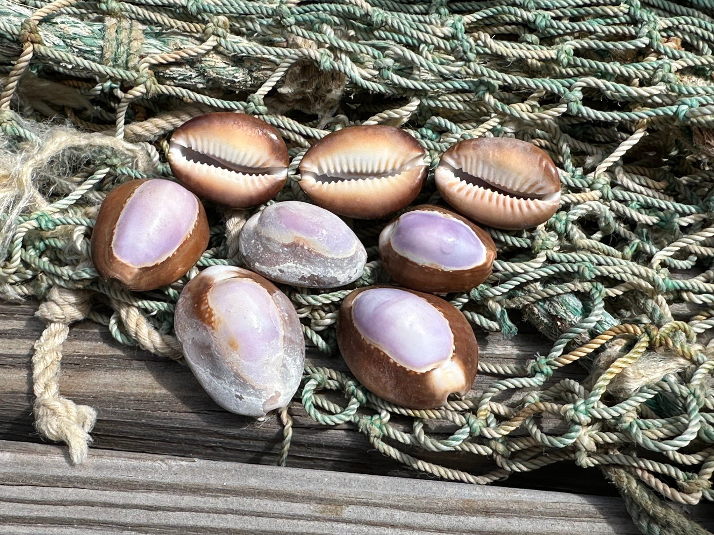 Purple Top Snakehead Cowrie Serpent's Head Cowry
