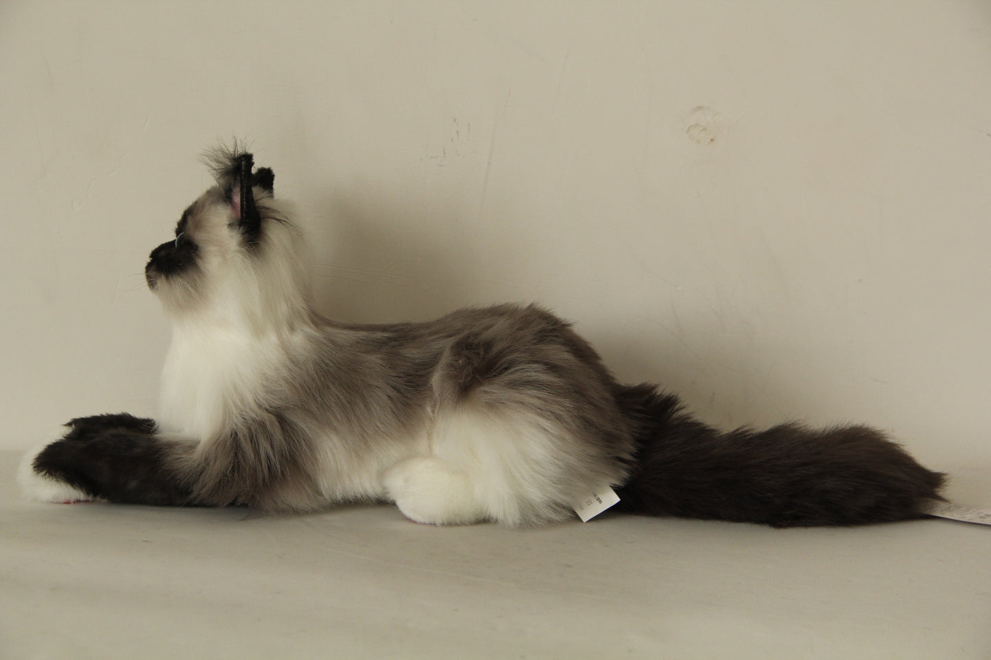 Plush Siamese Cat Longhair Weighted -Handmade Life-Size Companion & Pet Memorial