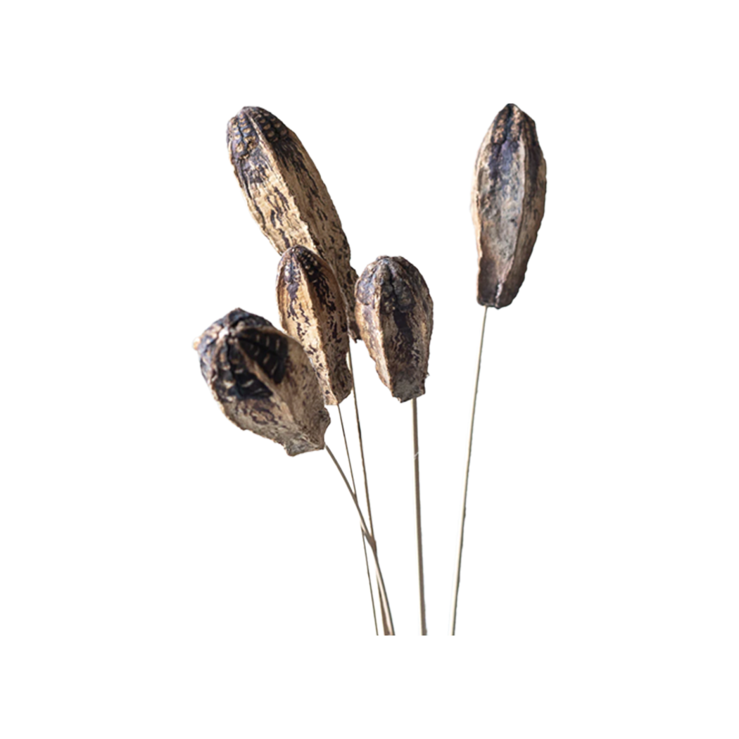 Mahogany Seed Pod Stem