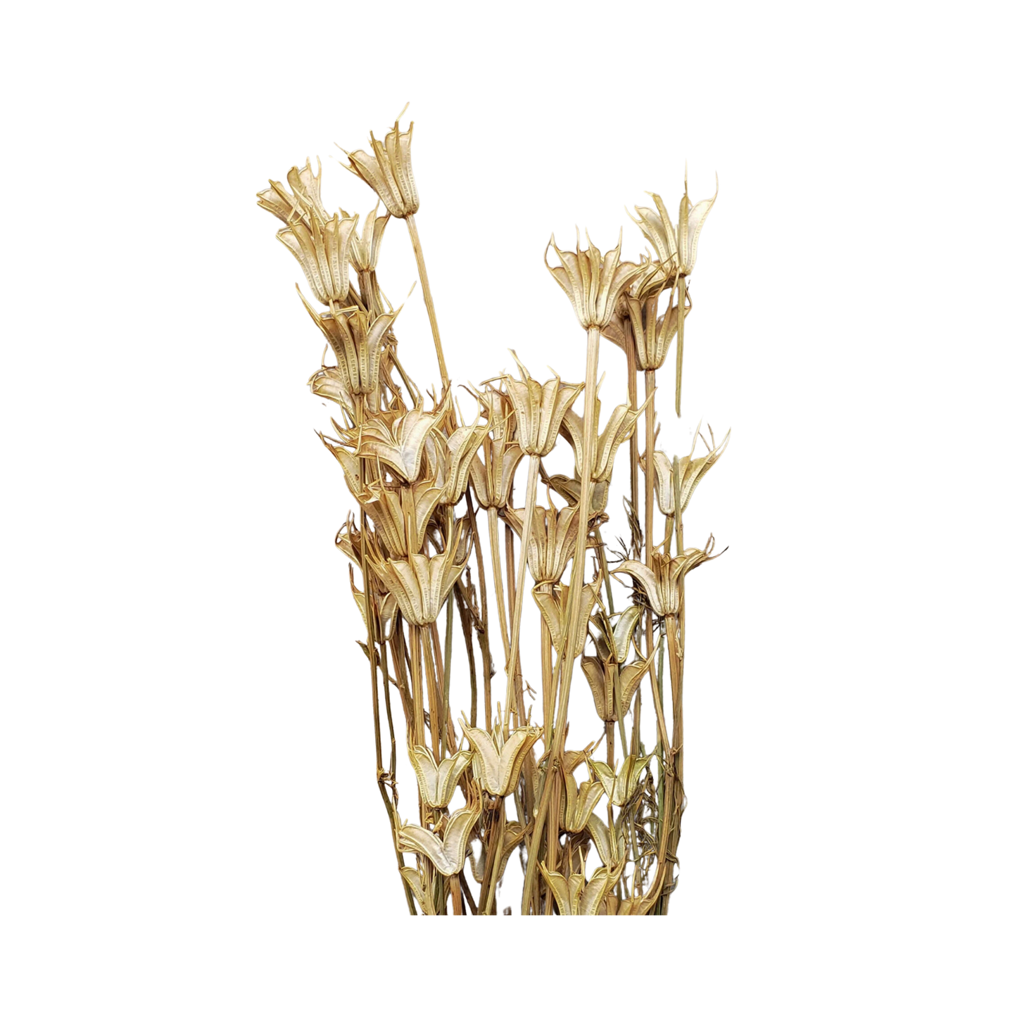 Dried Nigella Orientalis