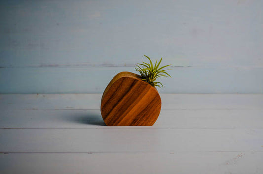 Little Air Plant Holder