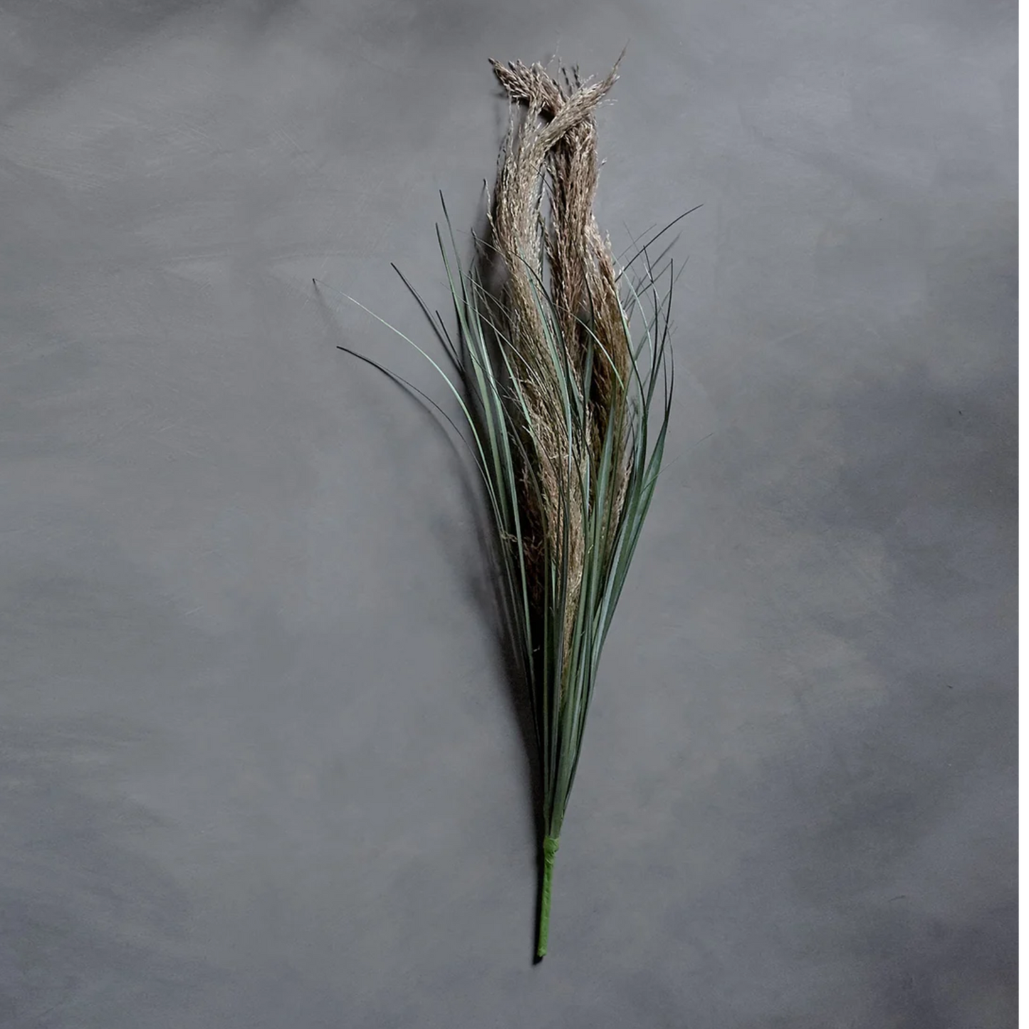 Wild Pampas Grass Stem