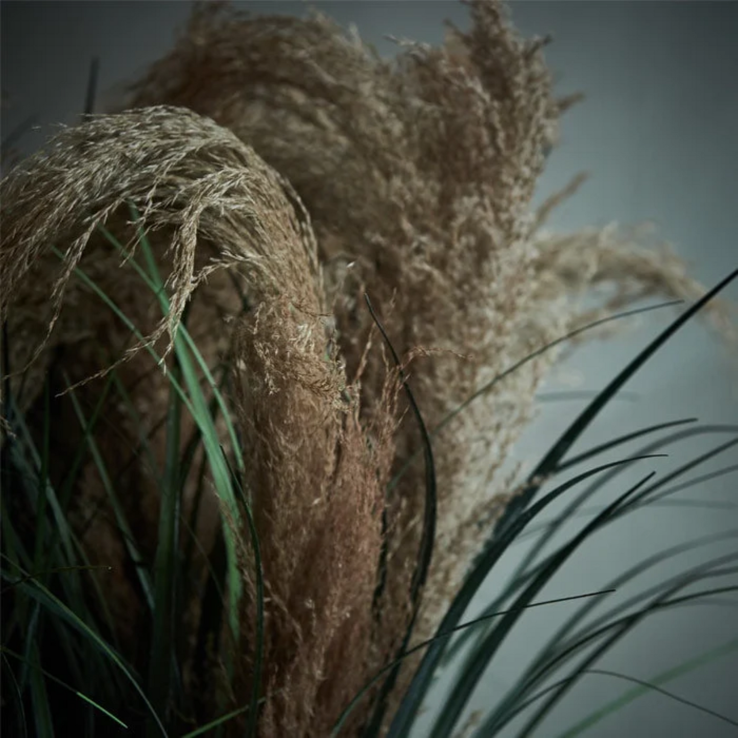 Wild Pampas Grass Stem