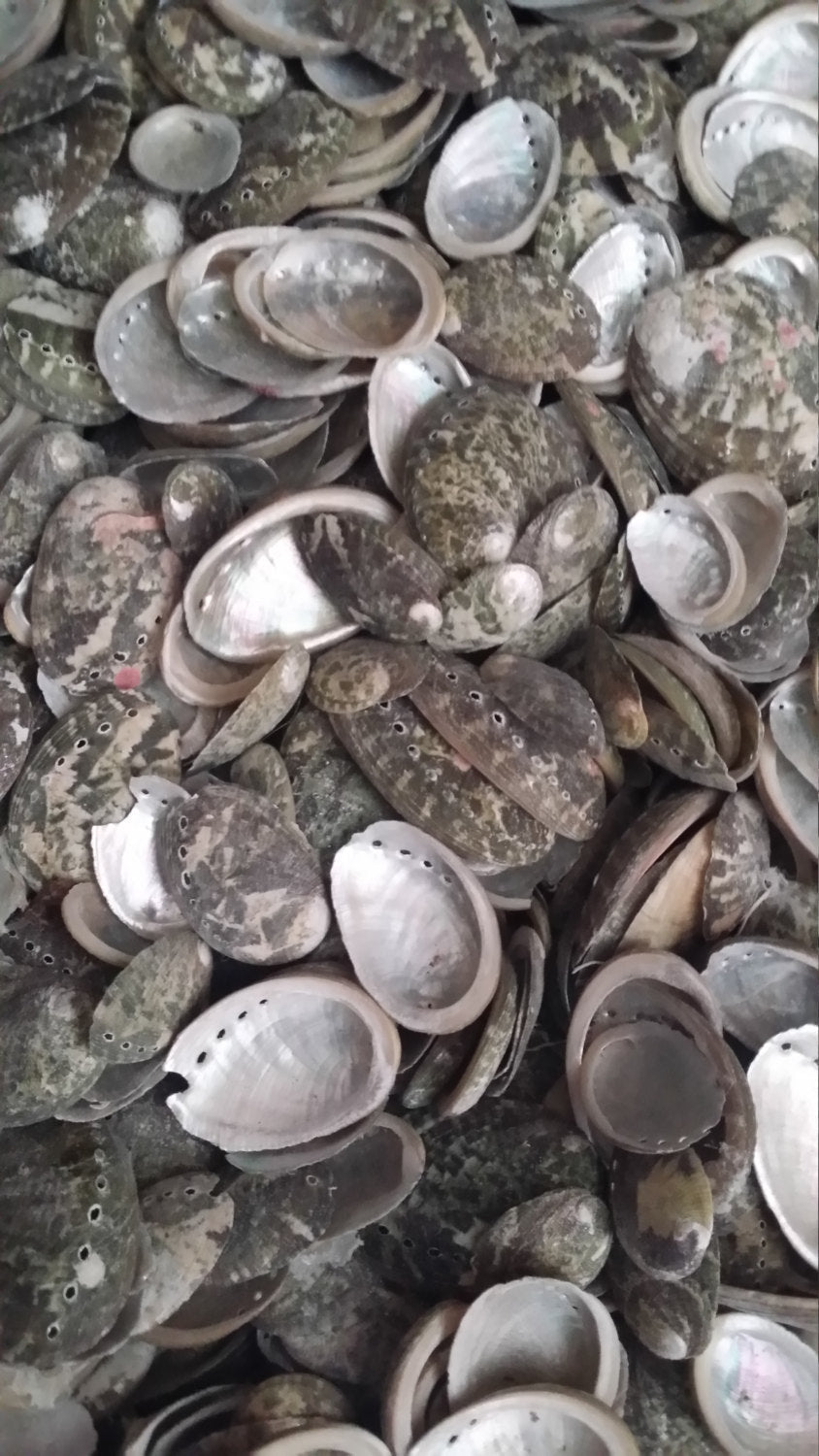 Baby Green Abalone Shells