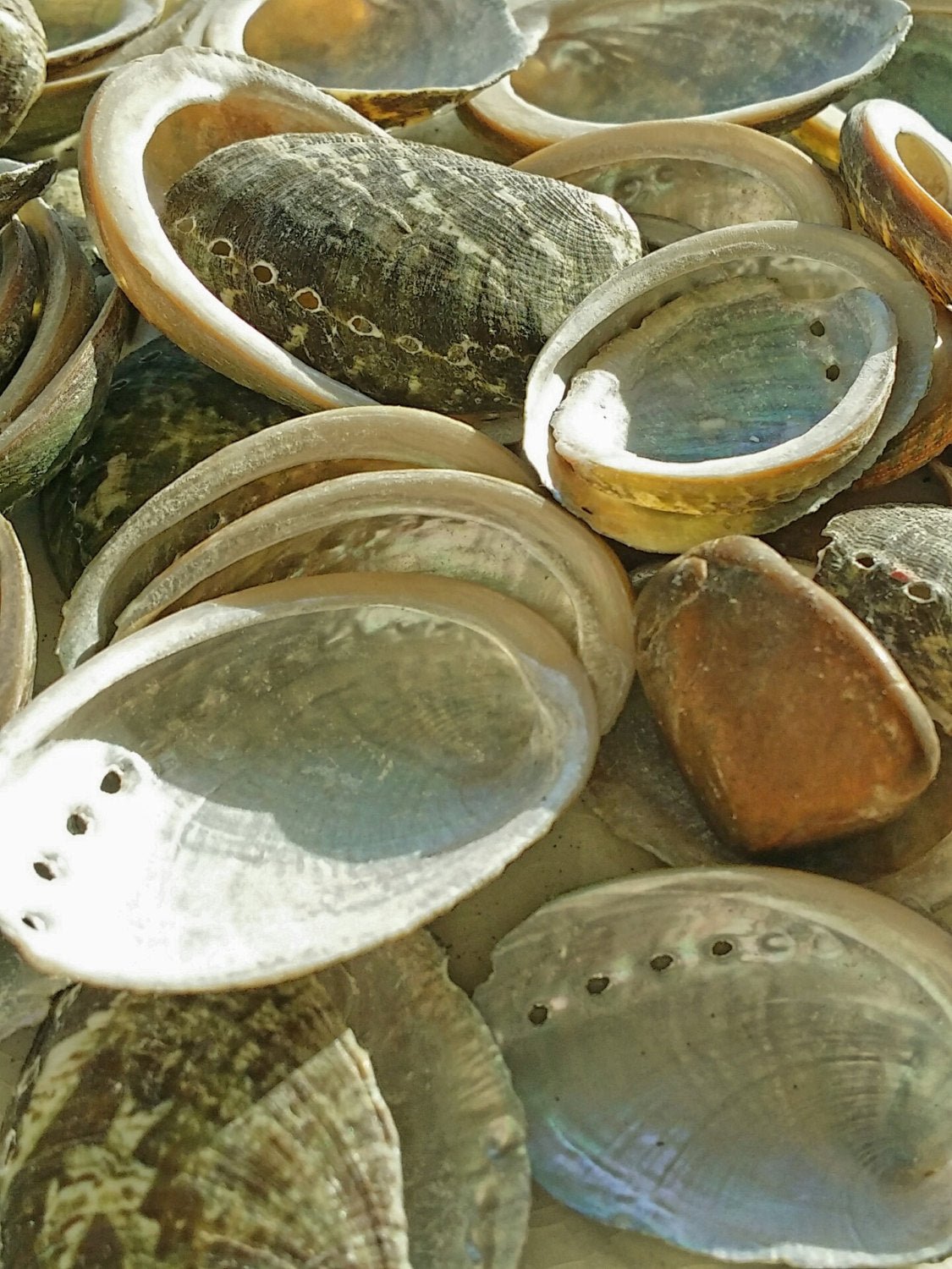 Baby Green Abalone Shells