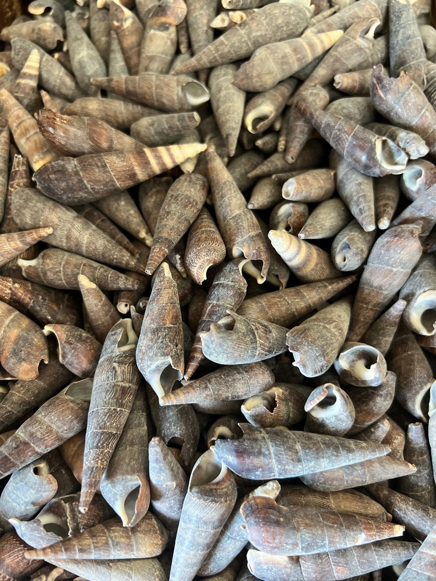 Black Terebra Auger Shells