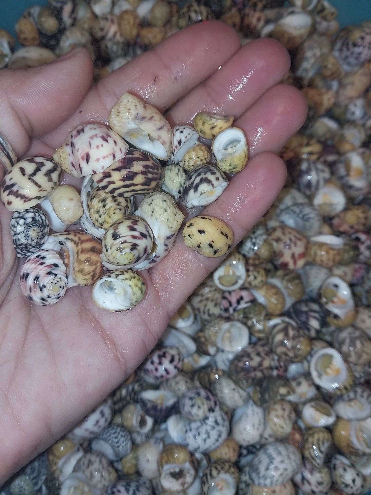 Bleeding tooth shells (Nerita peloronta)