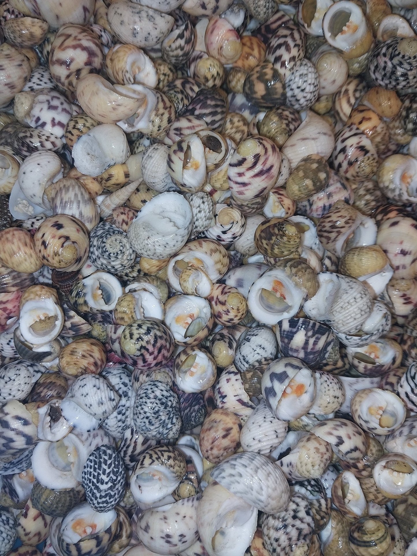 Bleeding tooth shells (Nerita peloronta)