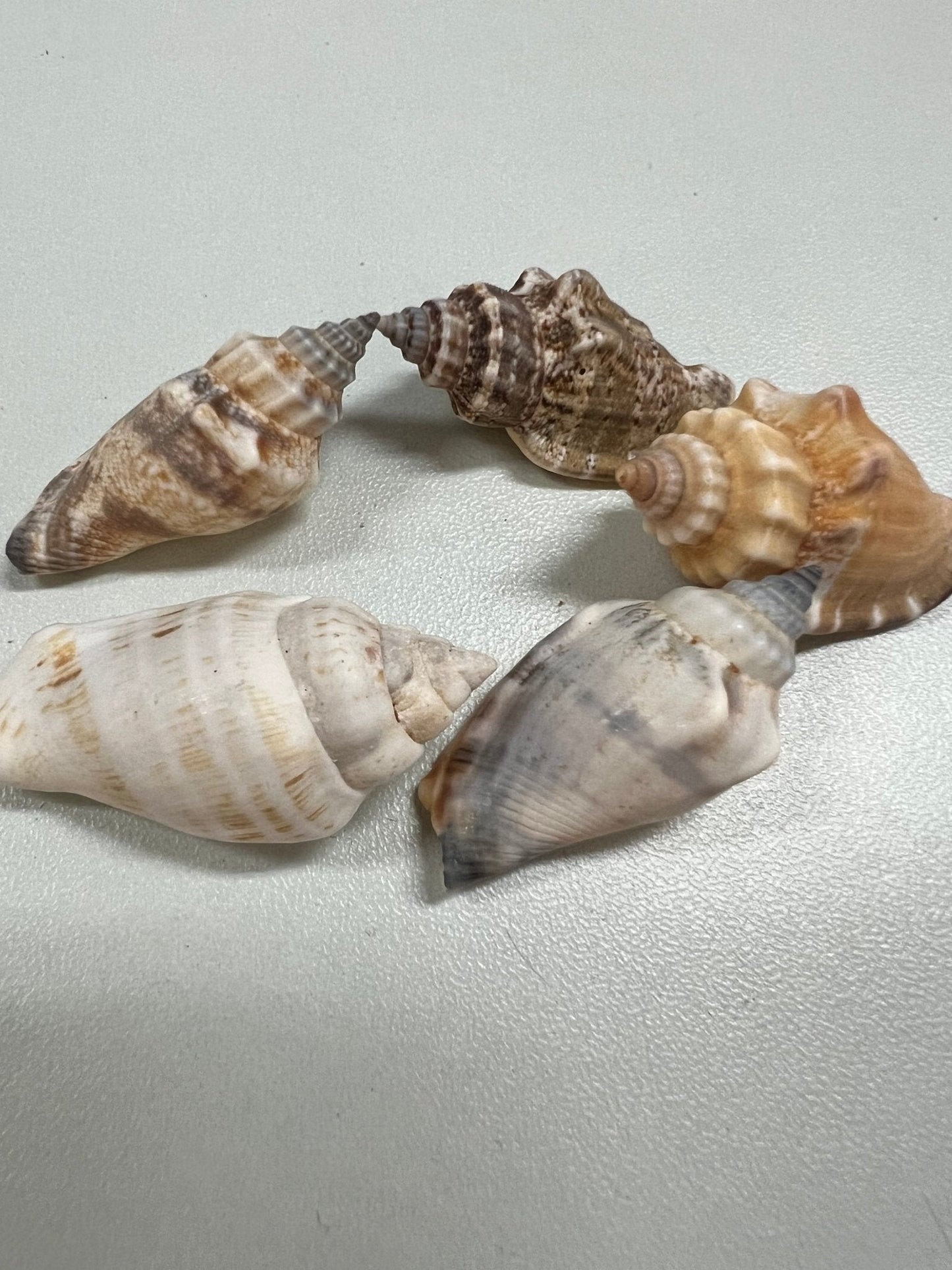 Brown Chula AKA Little Bear Conch (Strombus Urceus)