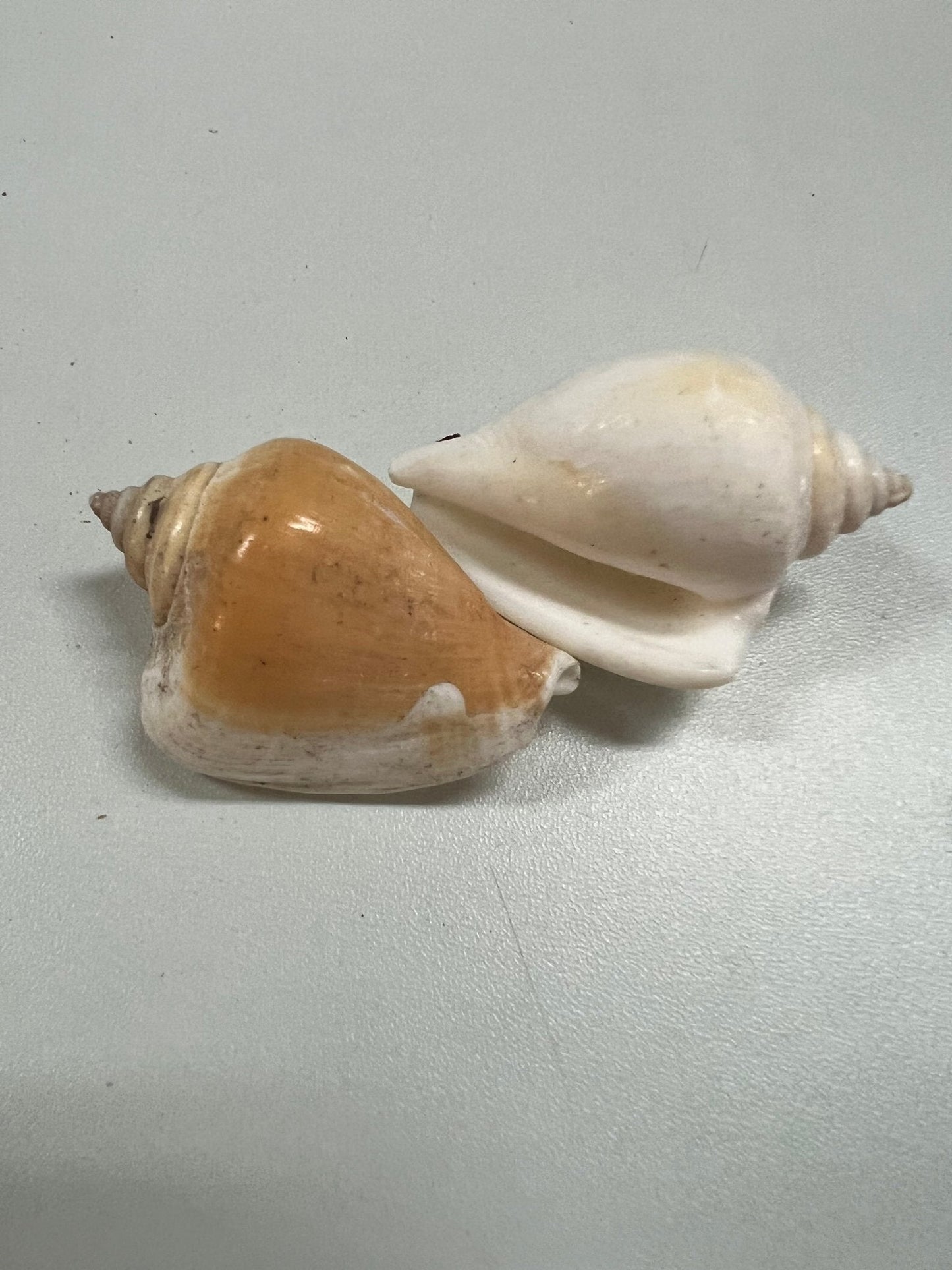 Canarium Strombus AKA Dog Canary Conch Shell