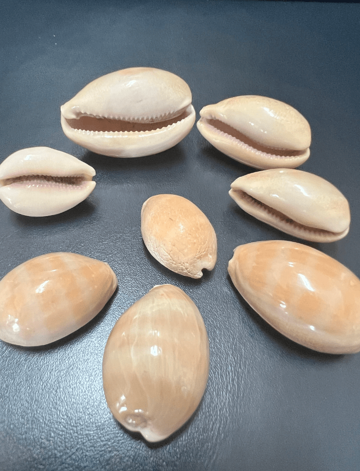 Carnelian Cowrie Shells (Lyncina carneola)