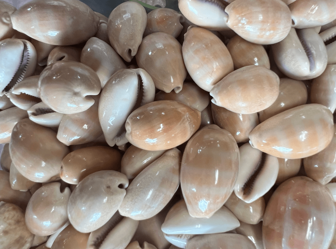 Carnelian Cowrie Shells (Lyncina carneola)