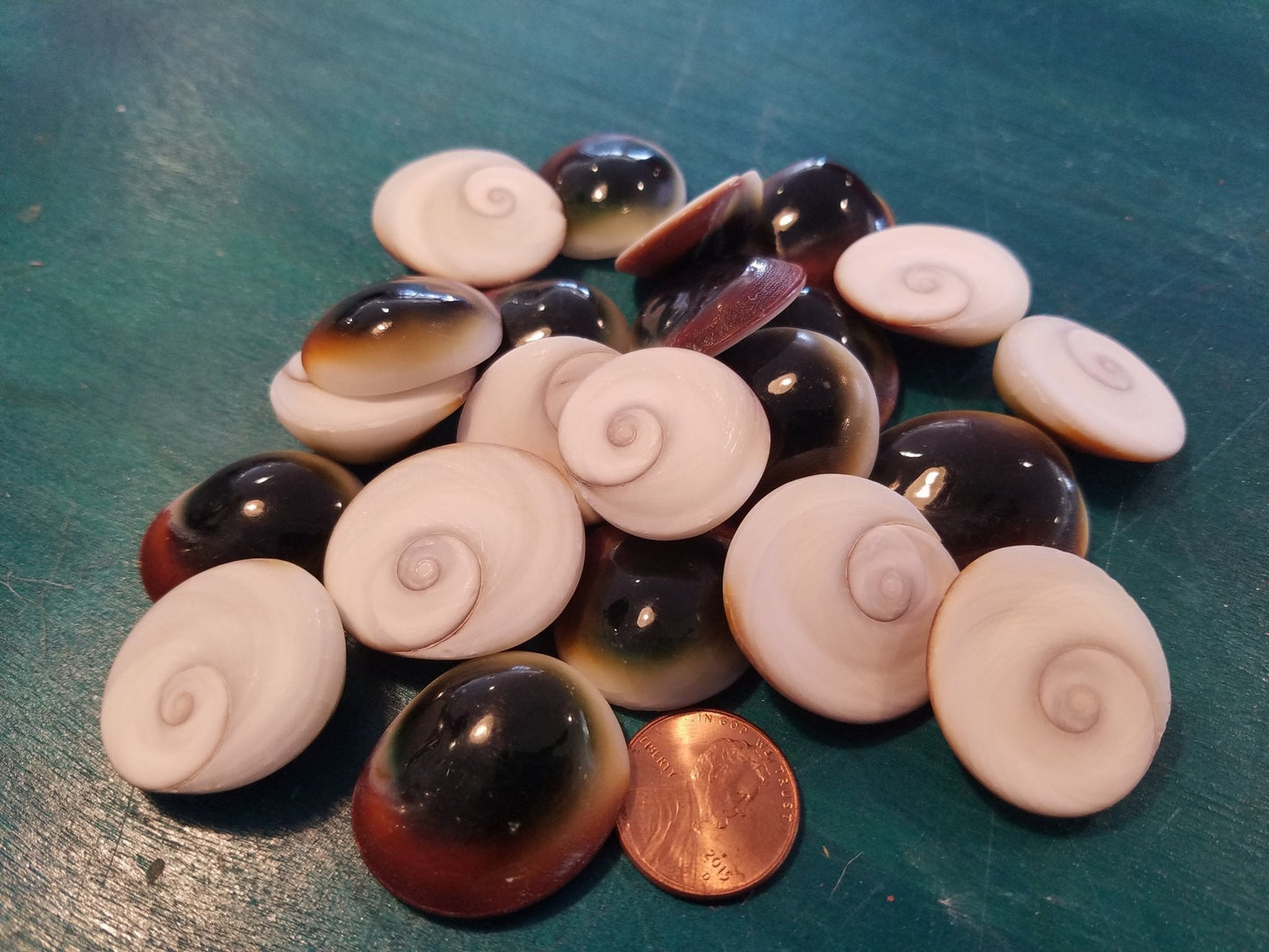 Cats Eye Operculum Eye of Shiva Shell