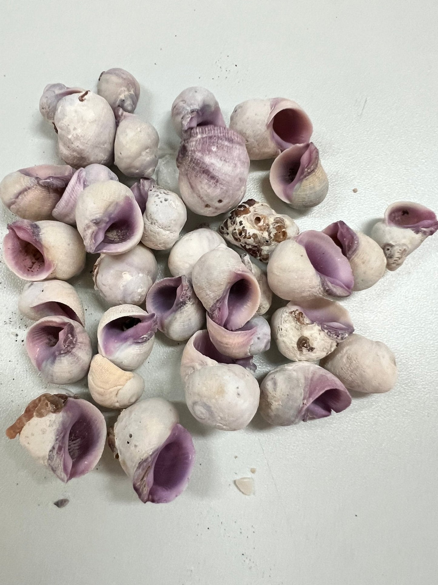 Cebu Beauty- Coralliophila neritoidea- Purple Crafting Seashells