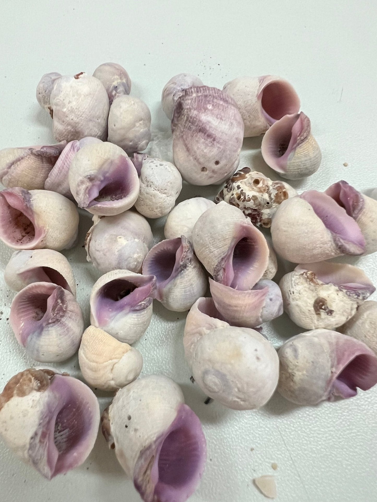 Cebu Beauty- Coralliophila neritoidea- Purple Crafting Seashells