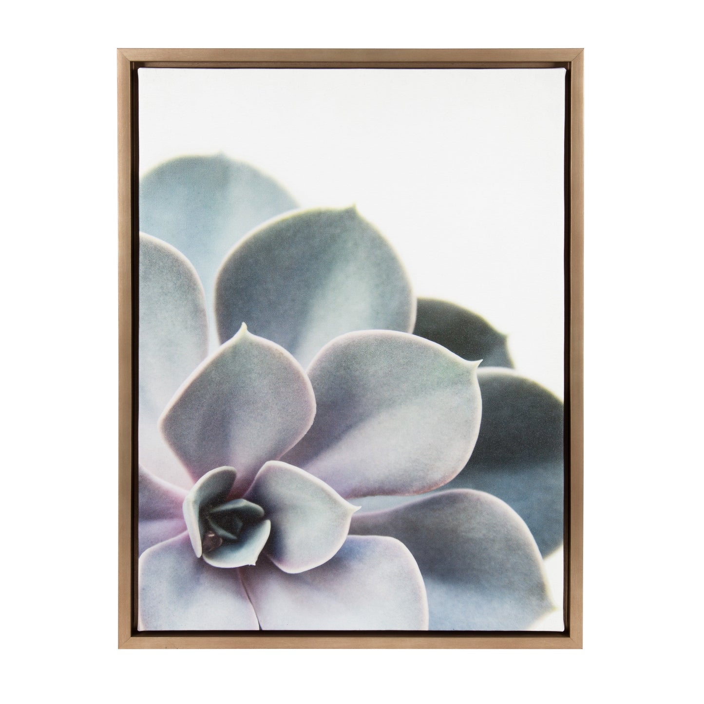 Sylvie Succulent 5 Framed Canvas by F2 Images