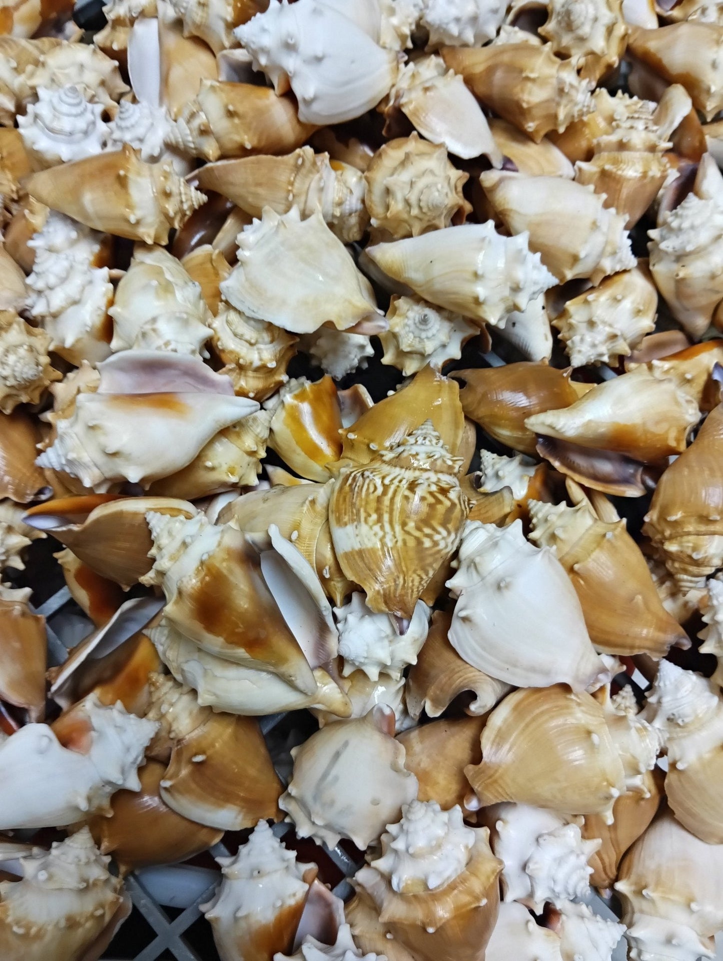 Fighting Conch Shell (Strombus pugilis)