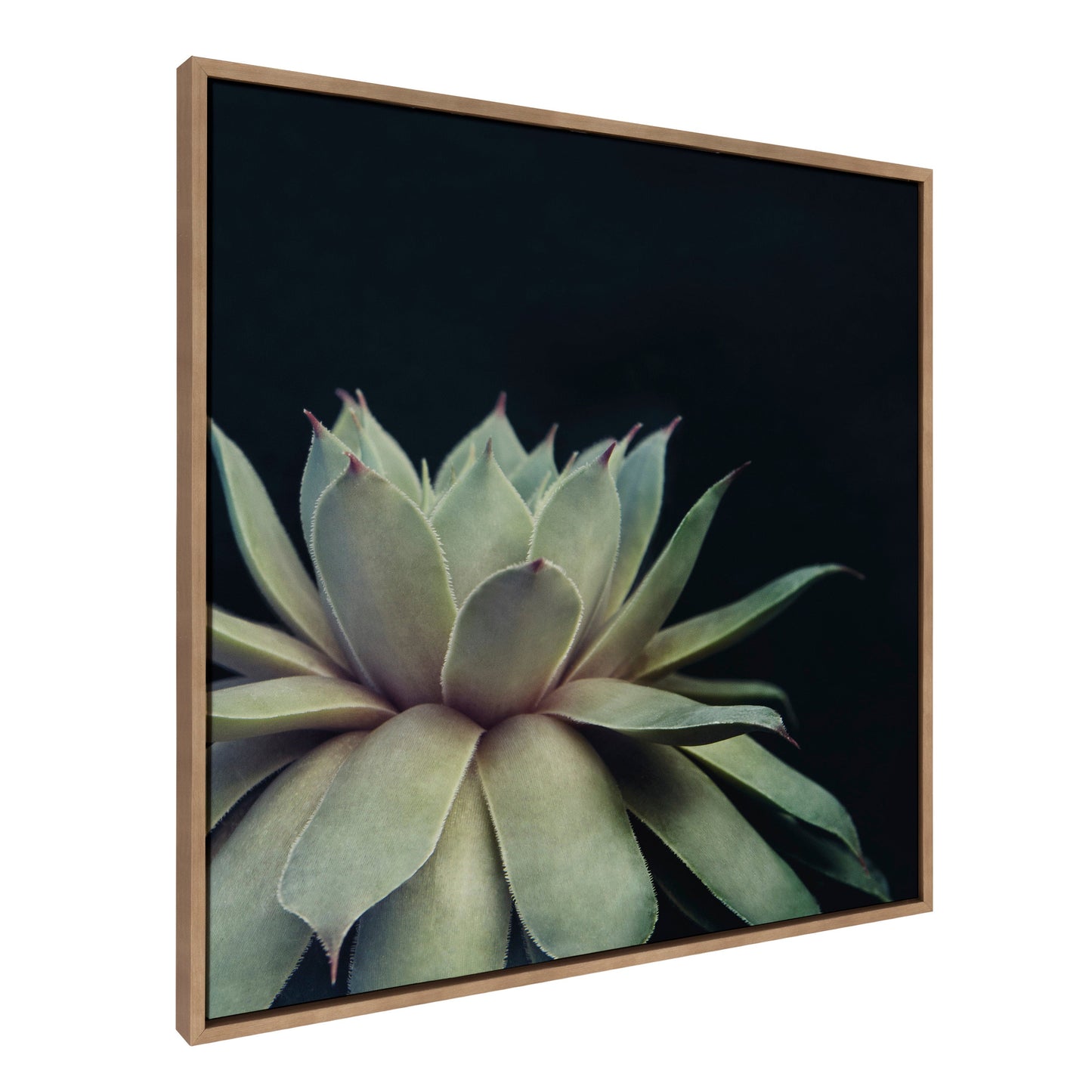Sylvie Succulent Framed Canvas by F2 Images