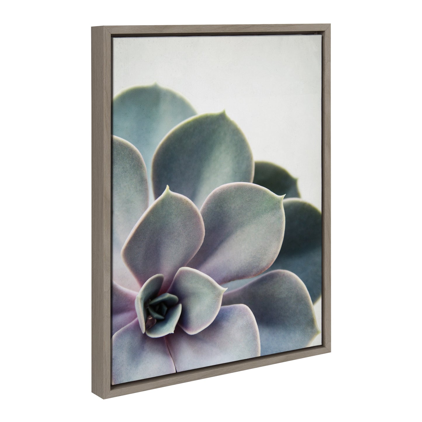 Sylvie Succulent 5 Framed Canvas by F2 Images