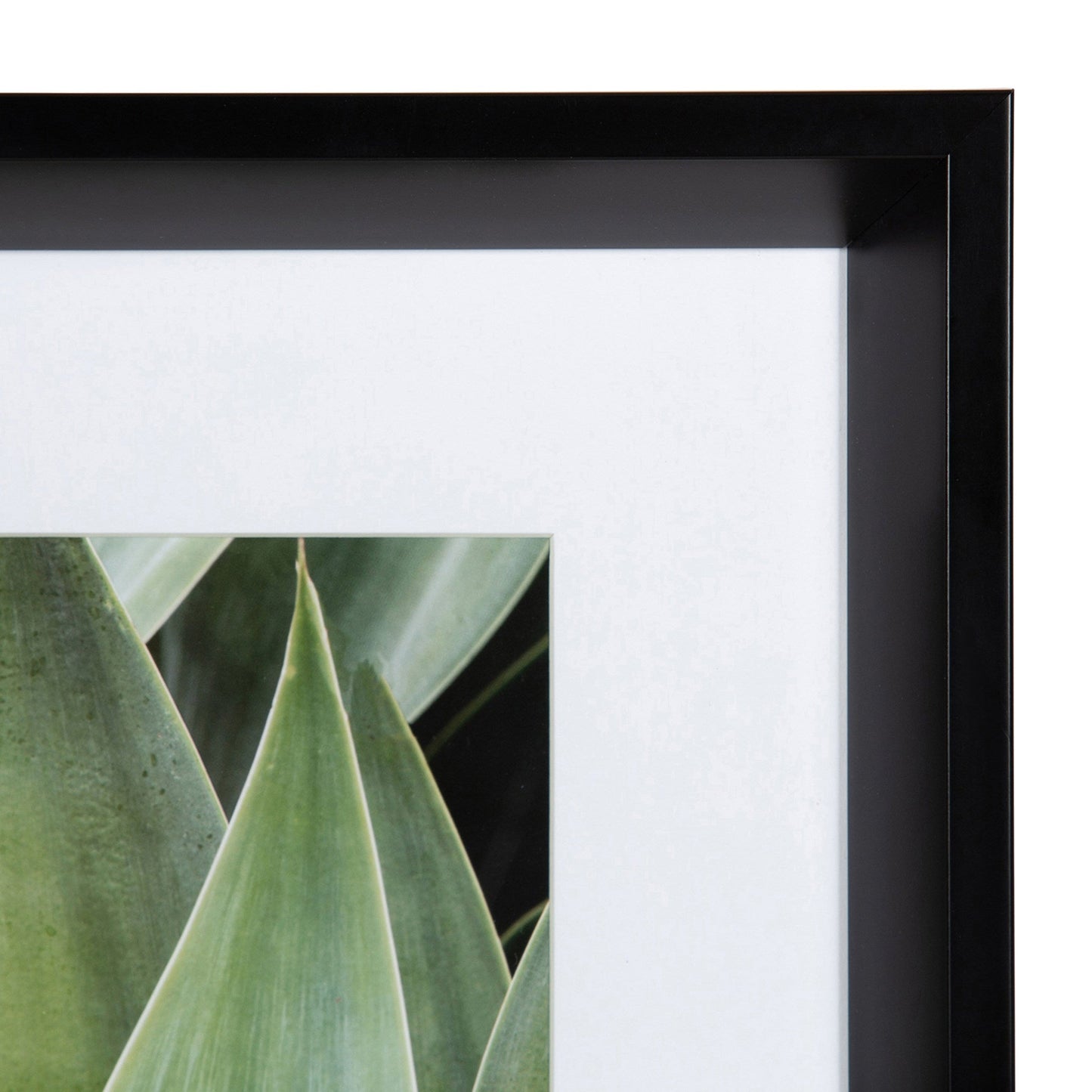 Calter Succulent Leaves Framed Print Art Set by Amy Peterson