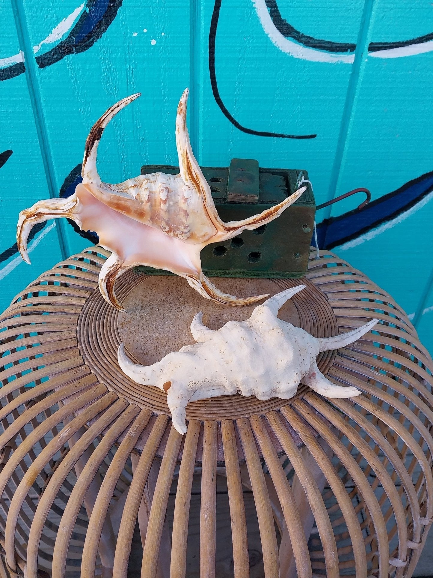 Lambis Chiragra Spider Conch Shell – Lambis chiragra