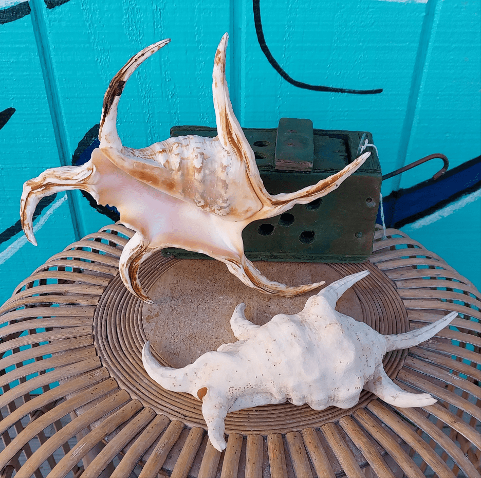 Lambis Chiragra Spider Conch Shell – Lambis chiragra
