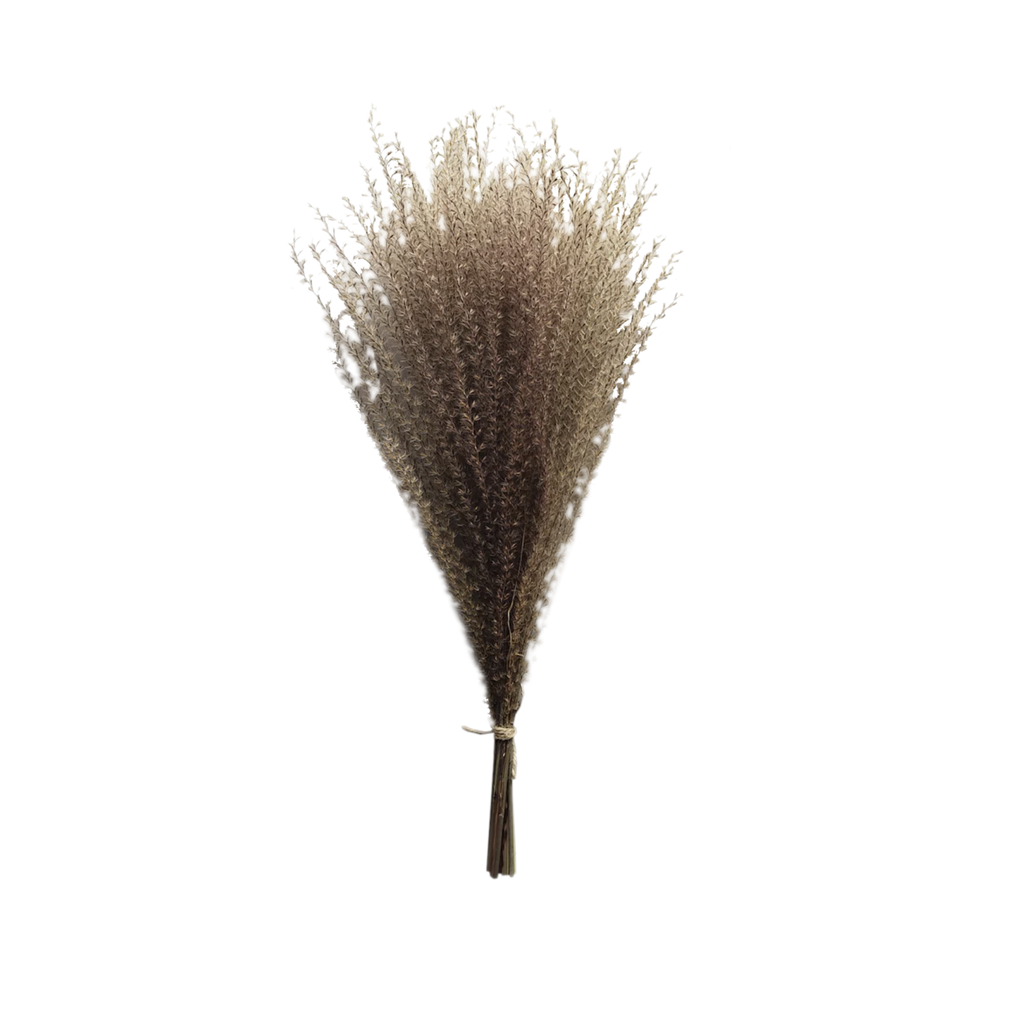Dried Panicum Grass