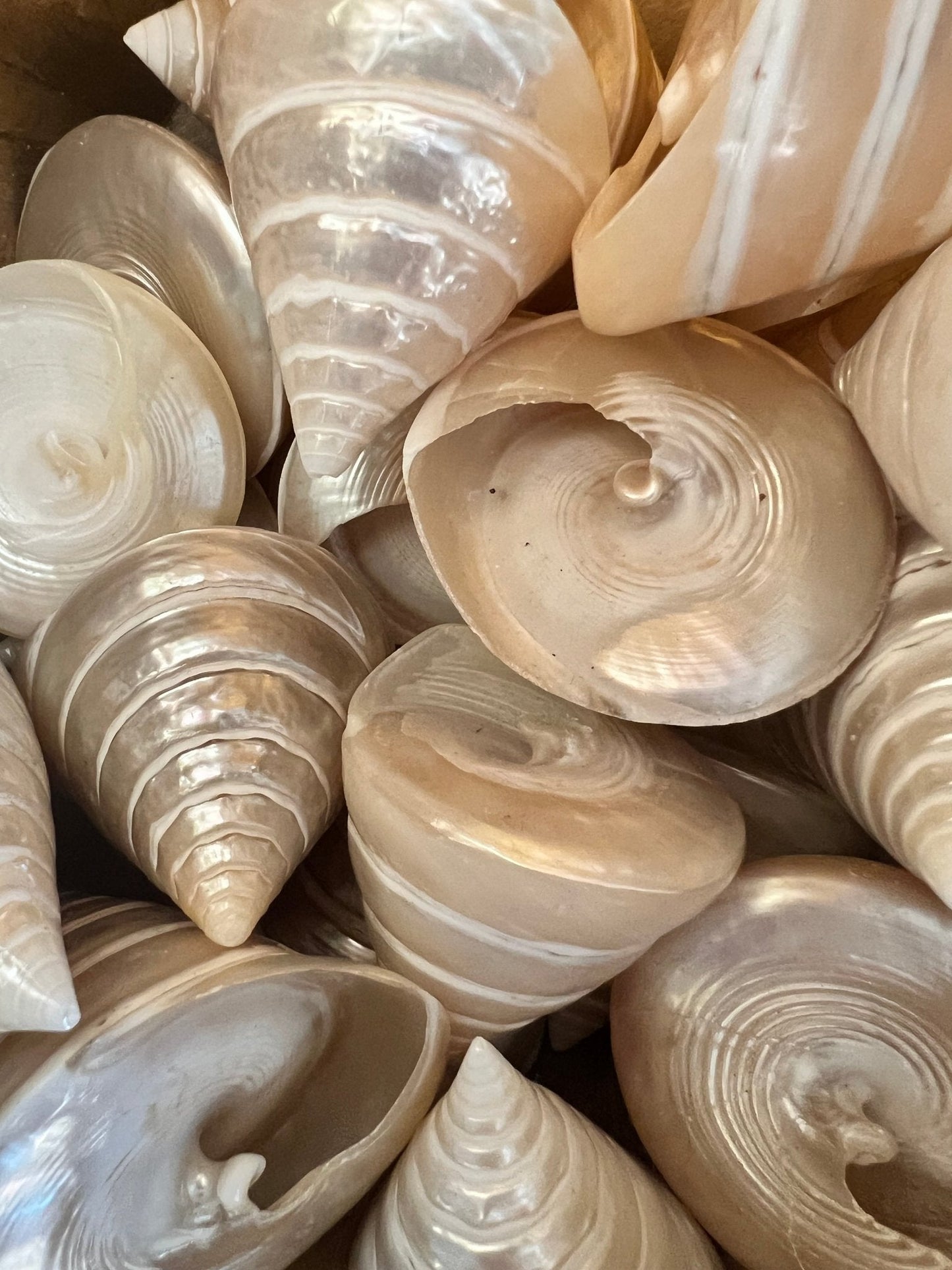 Polished Pearl Trochus Shell