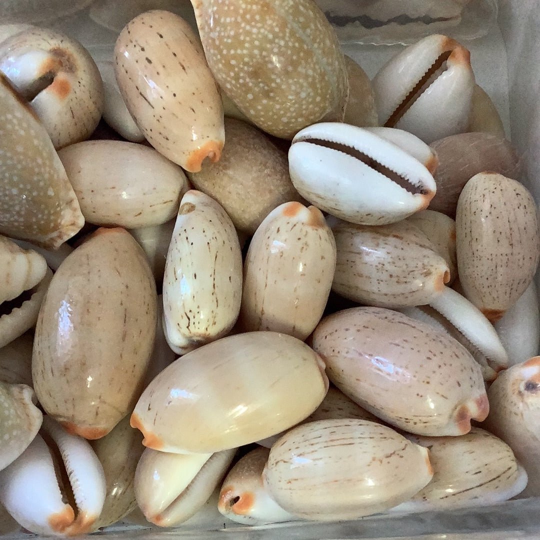Queen Isabella Cowrie Shells 1–1.75" | Decorative Bulk Shells by the Ounce