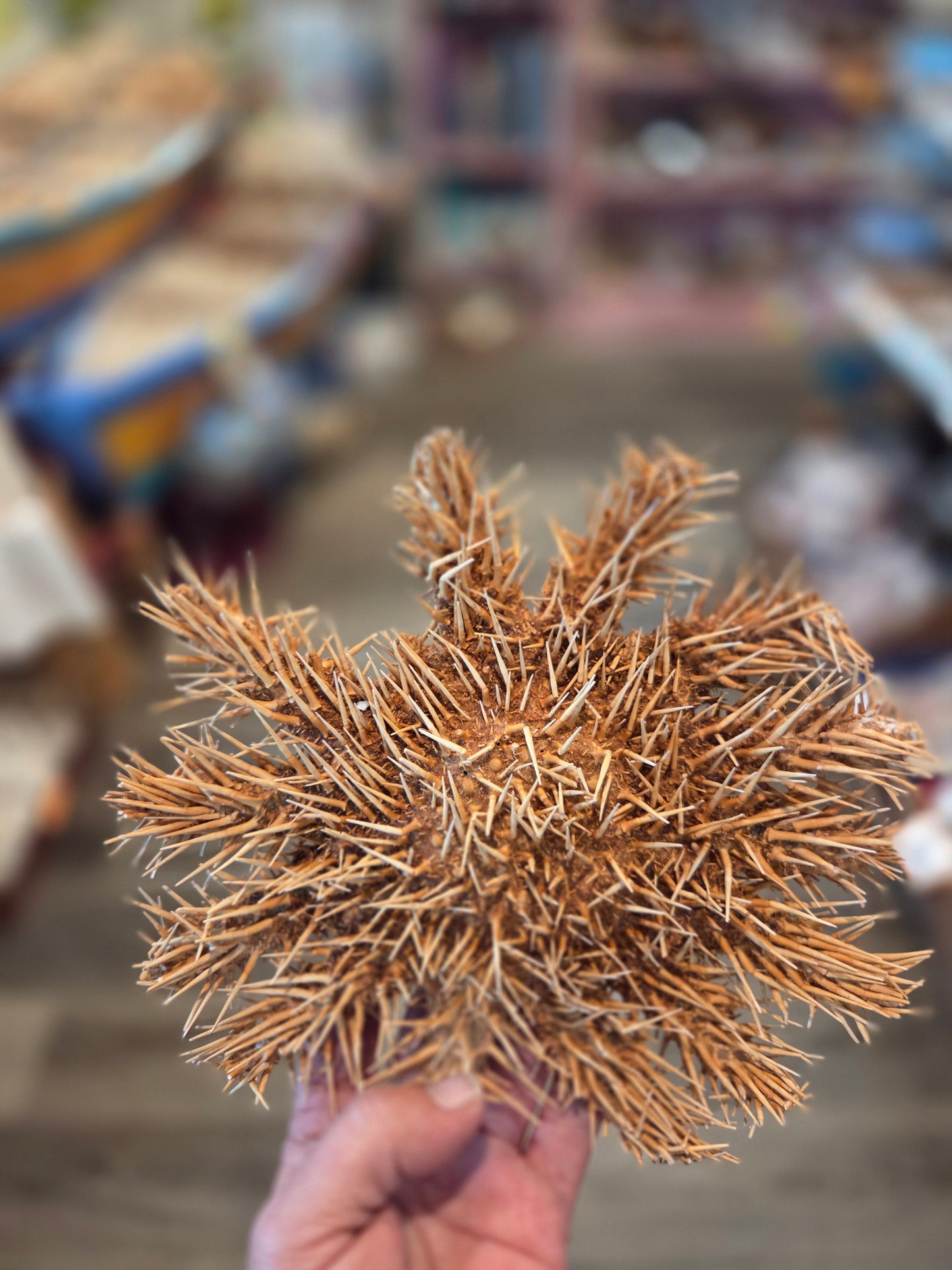 Crown of Thorns Starfish- Multiple Sizes