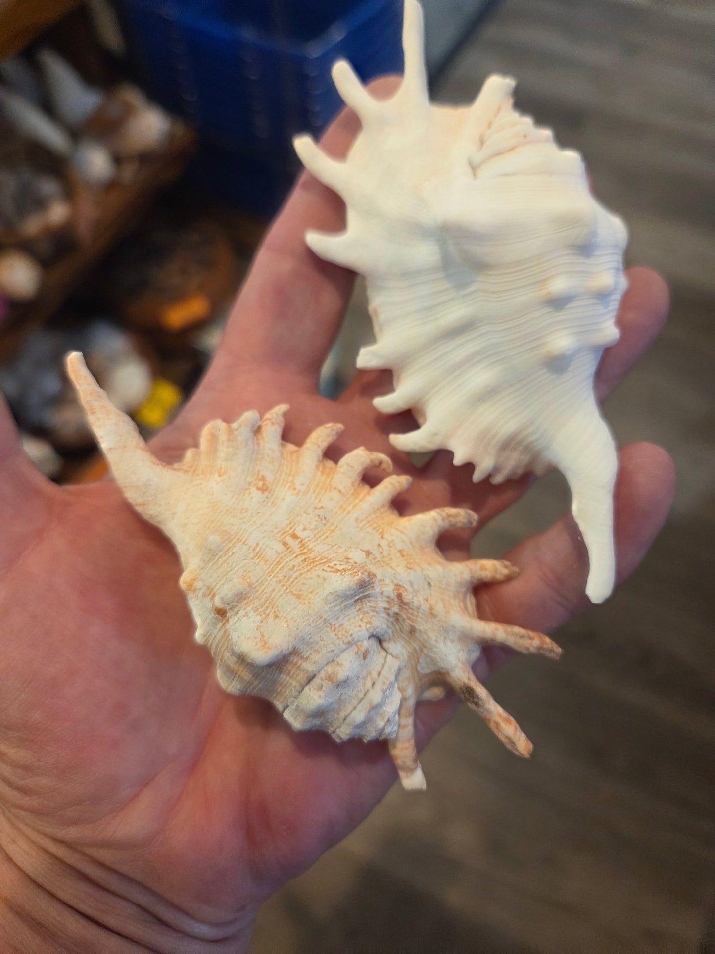 Millipede Shell Lambis Millipedia Spider Shell