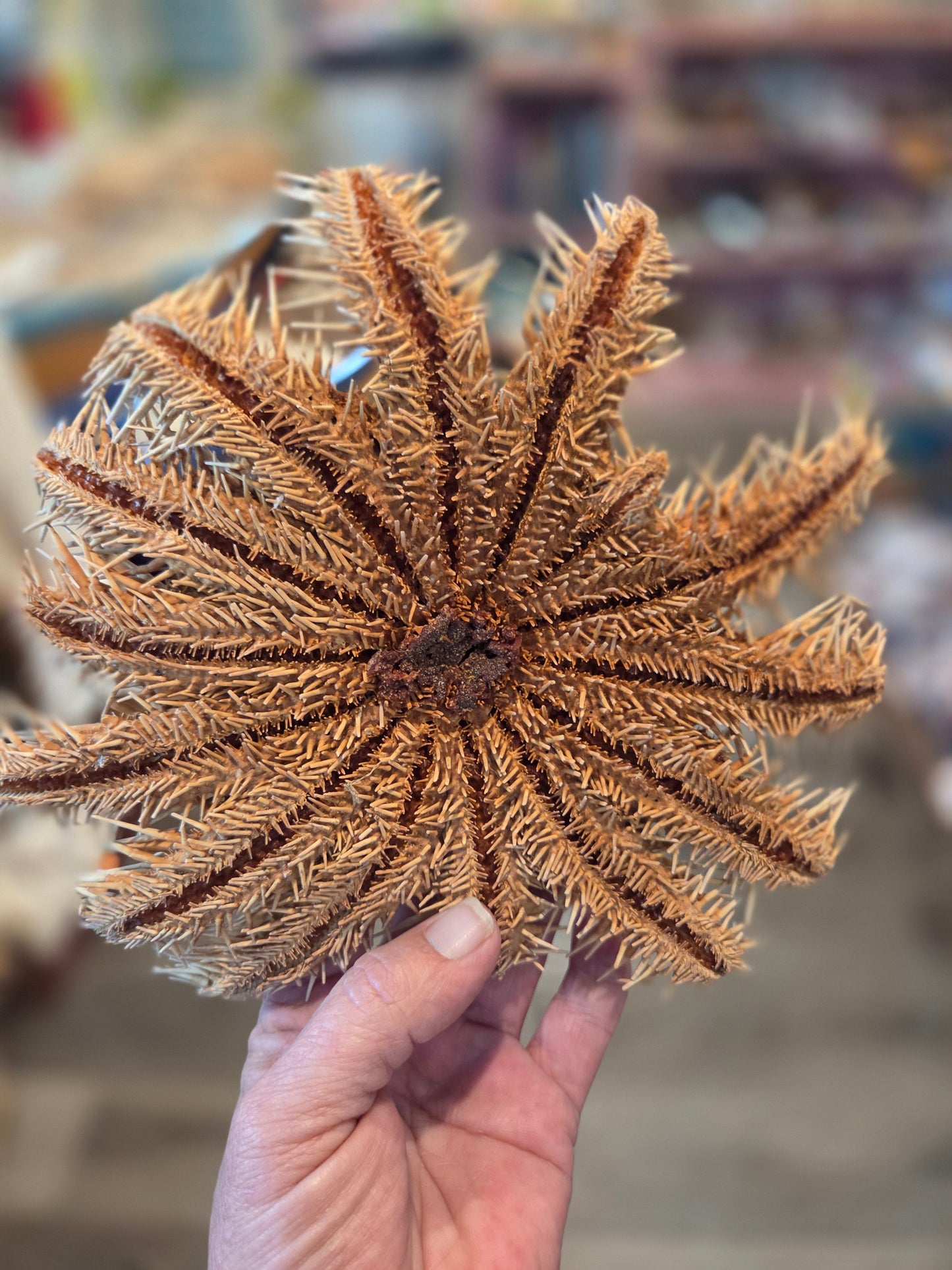Crown of Thorns Starfish- Multiple Sizes