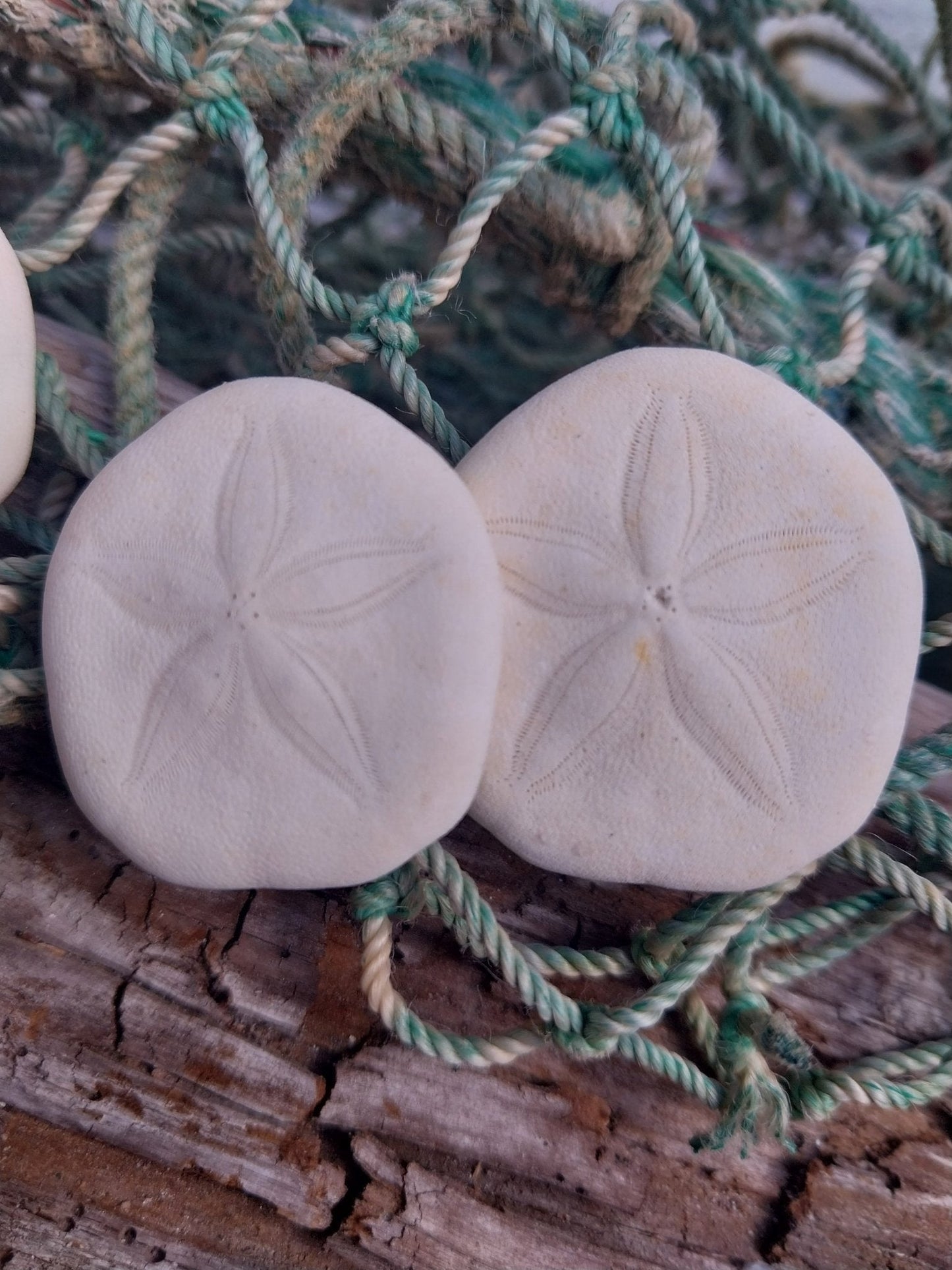 Small Sea Cookie Sand Dollar Shell